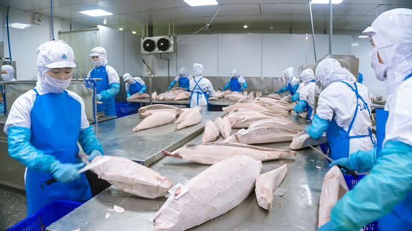 Vietnamese Tuna Exports to the Netherlands: Doors Are Opening Wider, but the Game Is Becoming Increasingly Fierce