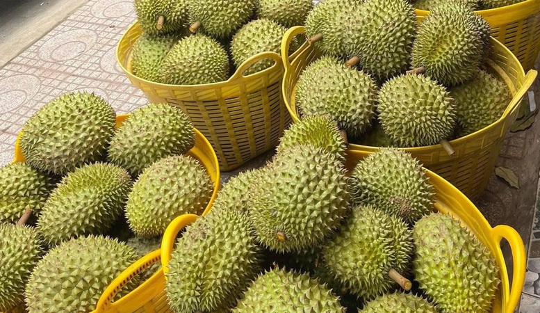 Minh Dinh Company (Taiwan) Seeking Partners to Supply Durian for Export to China