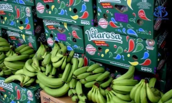 Export Opportunity: Algeria Invites Vietnamese Enterprises to Supply Fresh Bananas