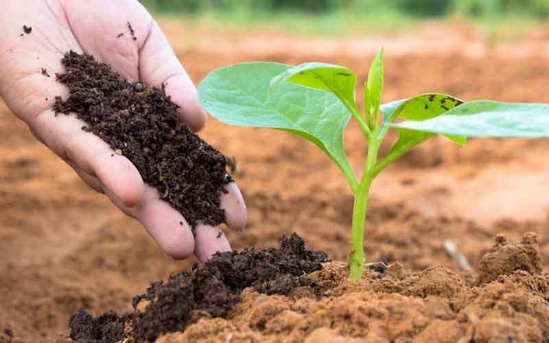 Osaka Enterprise Seeks Vietnamese Partners for Fertilizer Exports